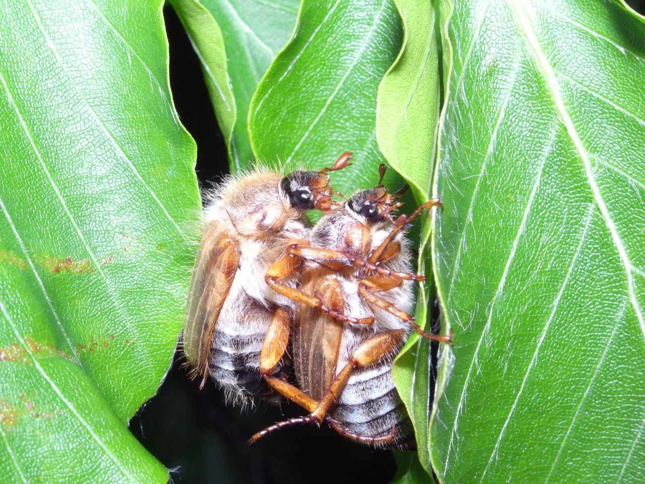 Flirt-Flug im Juni: Die Käfer fliegen zur Paarung aus. Das Männchen stirbt danach, das Weibchen legt die Eier in den Boden. 