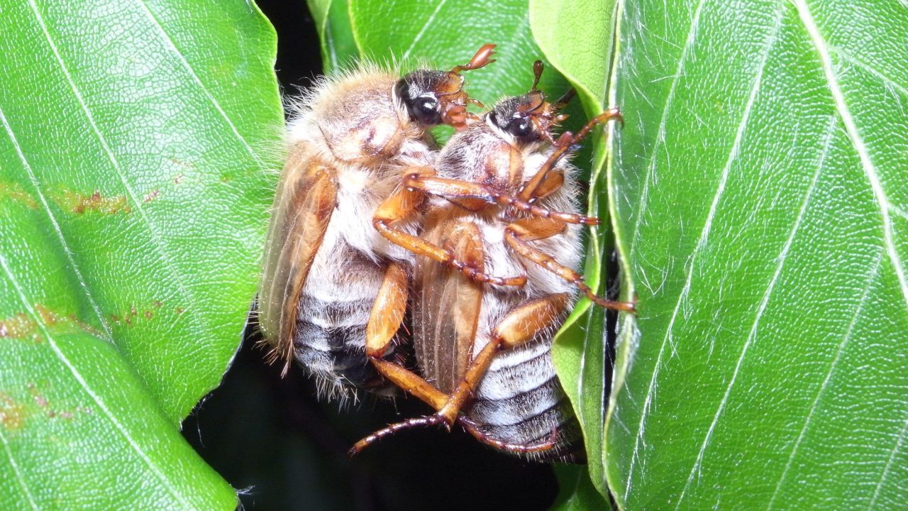 Flirt-Flug im Juni: Die Käfer fliegen zur Paarung aus. Das Männchen stirbt danach, das Weibchen legt die Eier in den Boden.