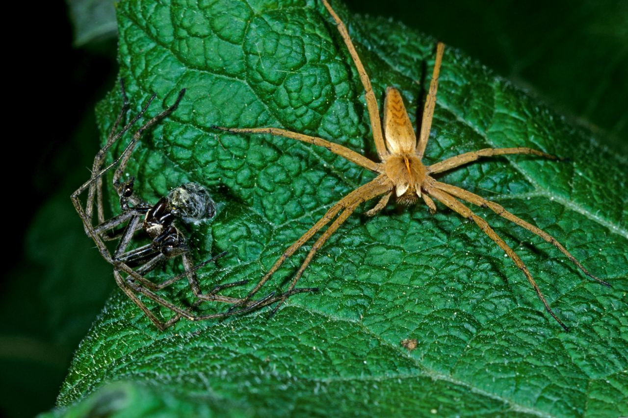 Ohne Geschenk läuft bei der Listspinne nichts! Also bringt er tote Insekten mit. Ist der Akt vollzogen, nimmt er die Reste des Liebes-Snacks wieder mit, um die nächste Spinnendame zu überzeugen. 