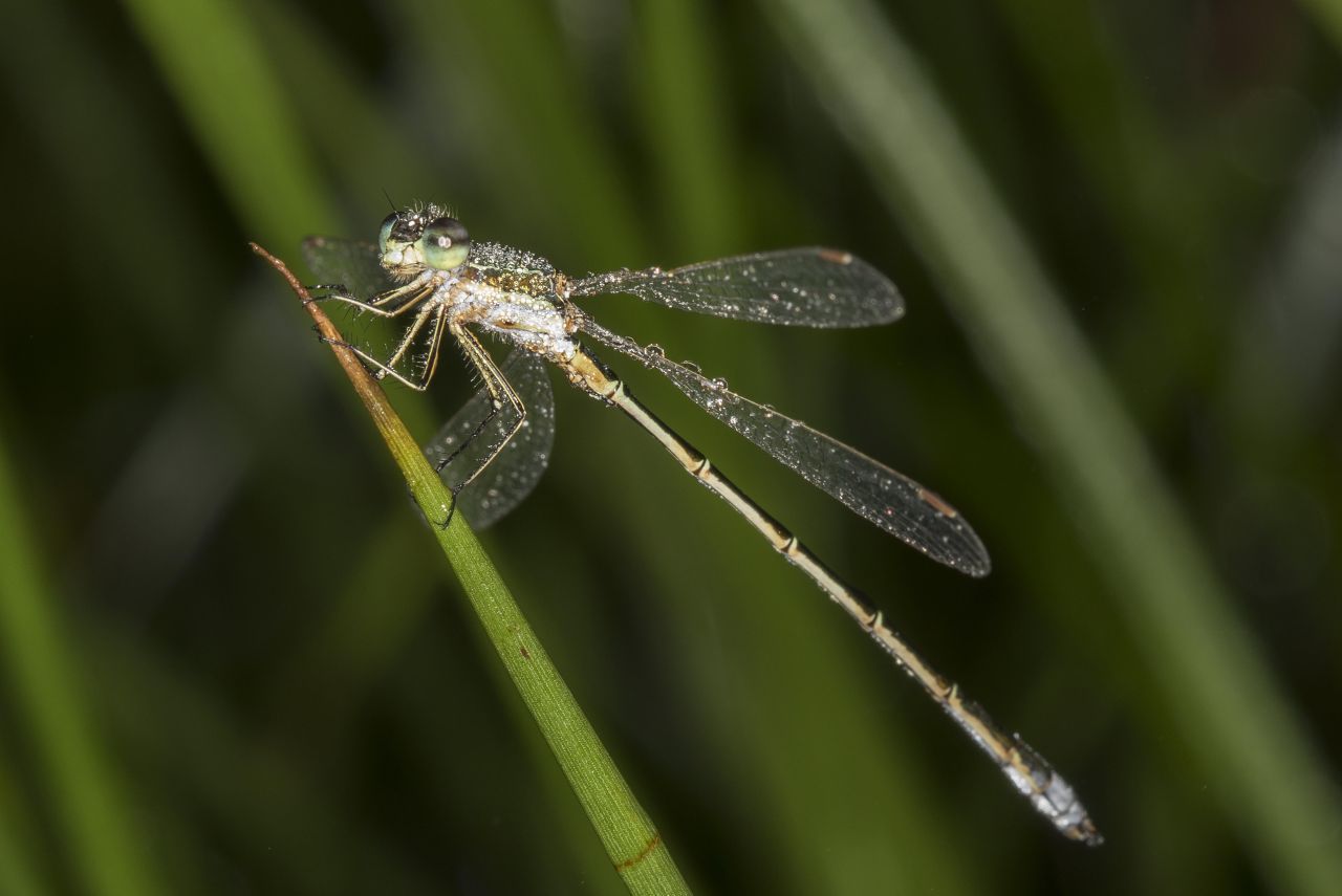 Kleinlibellen sind eine Unterordnung der Libellen, die in 19 Familien mit rund 2600 Arten untergliedert werden. Sie werden auch Wasserjungfern genannt. In Deutschland sind 28 Arten der Kleinlibellen bekannt.