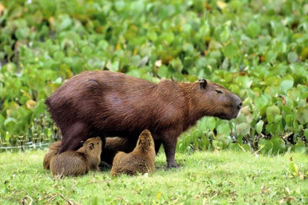 Capybara-Weibchen mit ihrem Nachwuchs