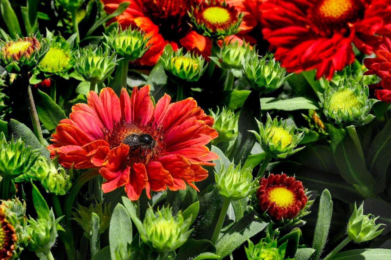 "Amber Wheels" oder "Kobold" heißen zwei Sorten der insektenfreundlichen Kokardenblume: Sie wächst gern im Garten, als Balkonblume braucht sie Platz, pflanze sie also lieber in einen größeren Topf.&nbsp;