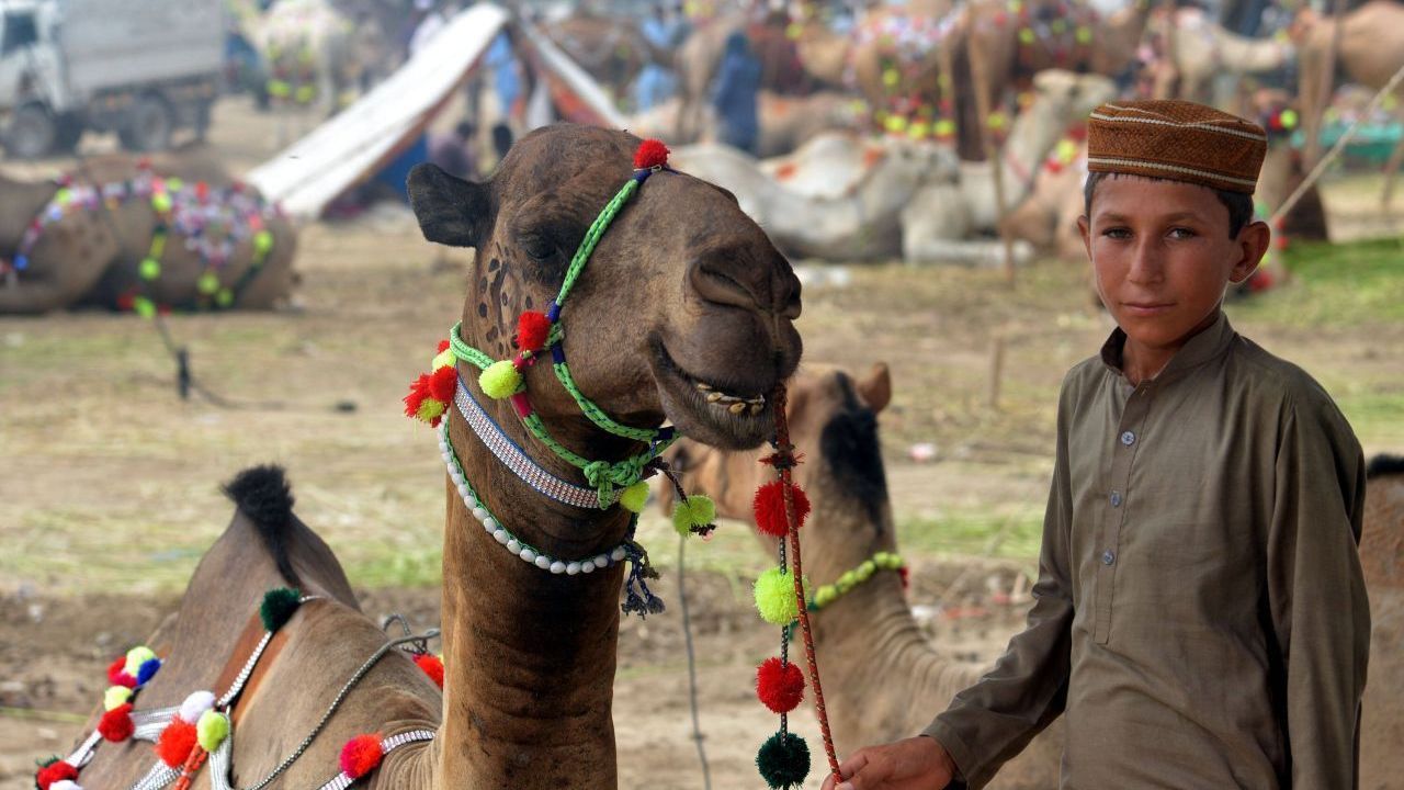 Das Opferfest nach der Pilgerfahrt nach Mekka ist das wichtigste Fest im Islam. Vorher gibt es große Viehmärkte, denn zum Opferfest wird ein Tier geschlachtet.