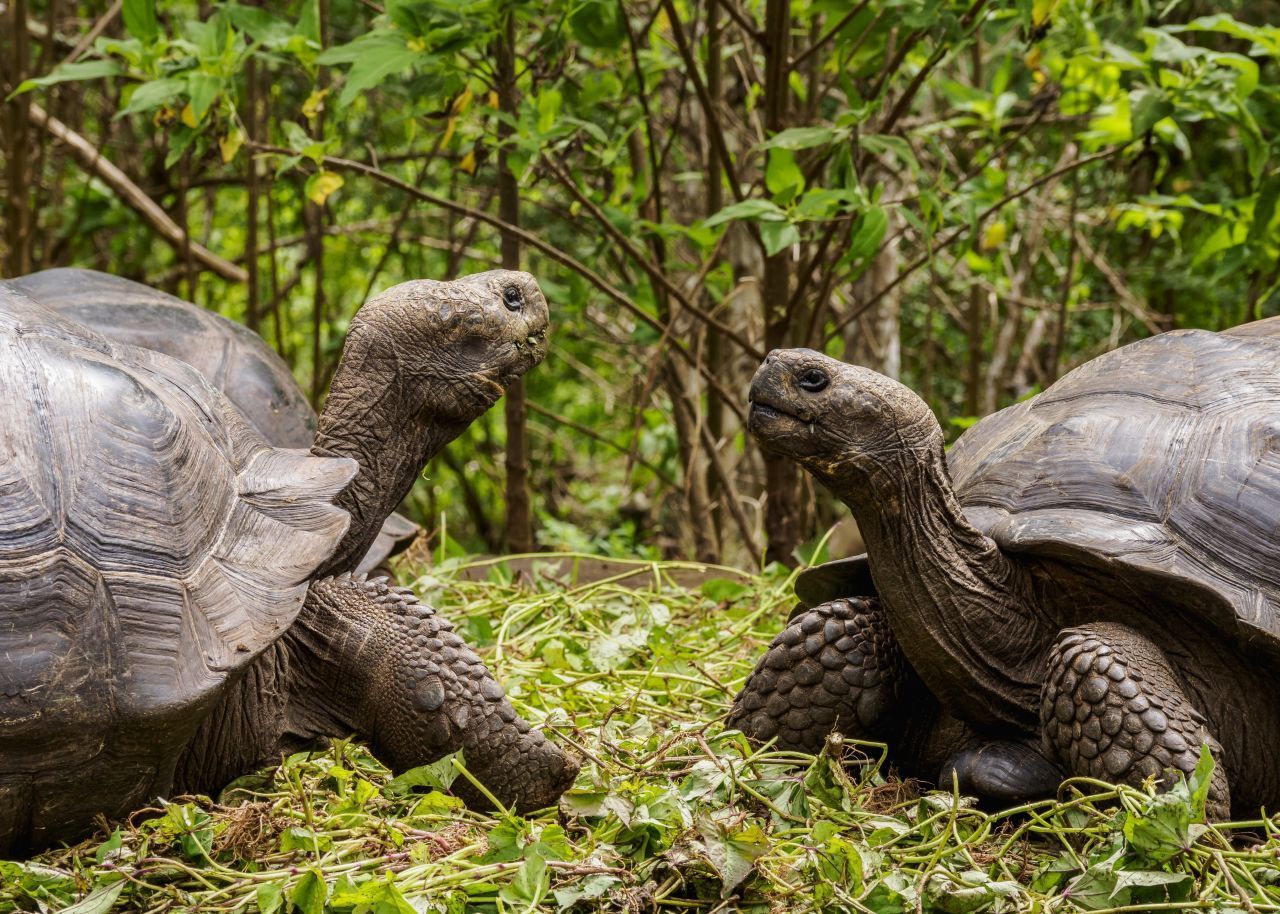 Galapagos-Riesenschildkröte: Es sind 15 Unterarten auf den südamerikanischen Galapagos-Inseln bekannt, von denen vier vermutlich schon ausgestorben sind. Sie wiegen schon mal 250 bis 300 Kilo und werden 130 Zentimeter groß. Auch auf den Seychellen im Indischen Ozean gibt es eigene Riesenschildkröten. Eine Griechische Landschildkröte wiegt zum Vergleich gut ein Kilo und wird rund 25 Zentimeter groß.