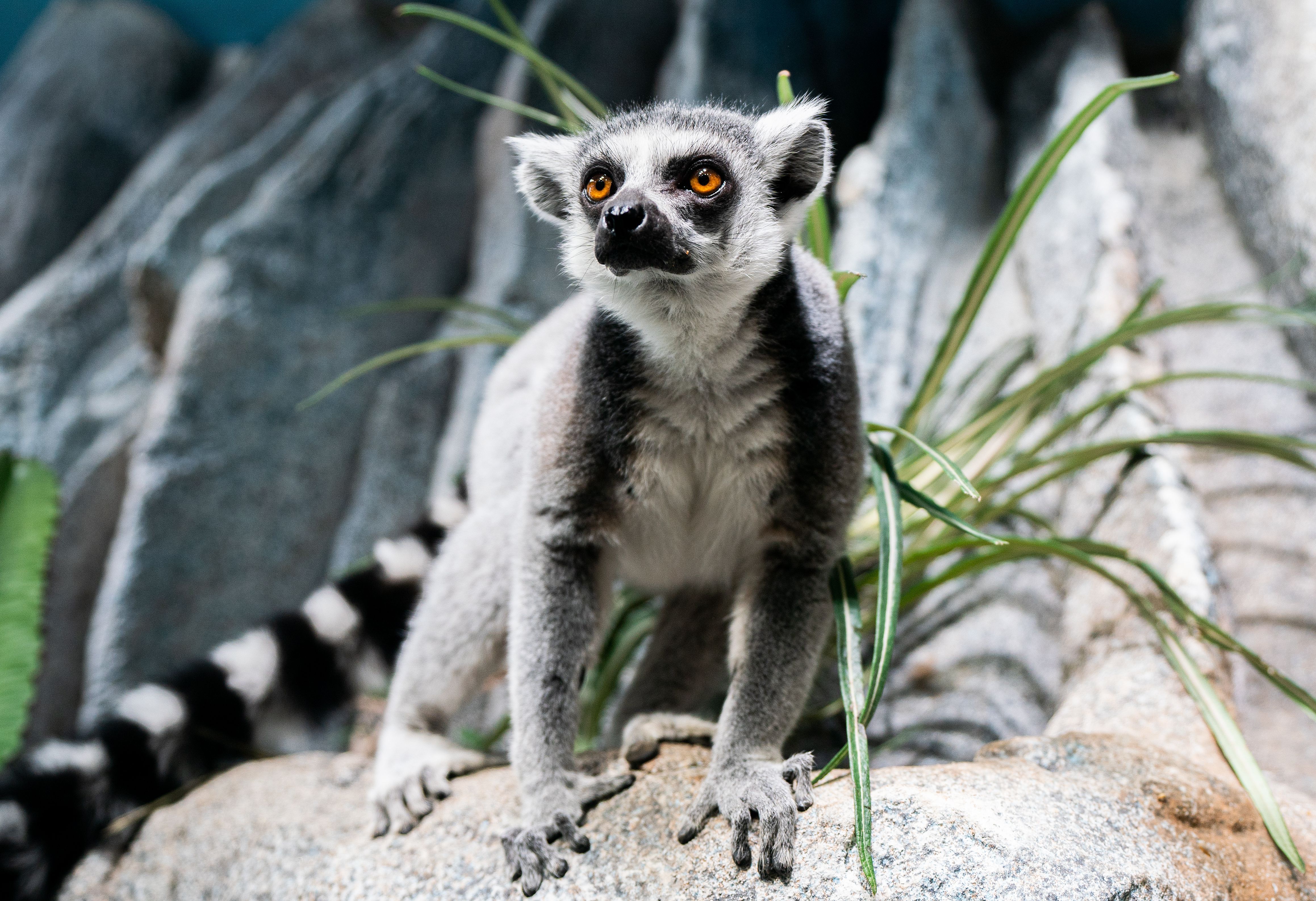 Highlight im Haus des Meeres: Katta- und&nbsp; Lemuren-Tour mit abschließender Fütterung der Tiere.