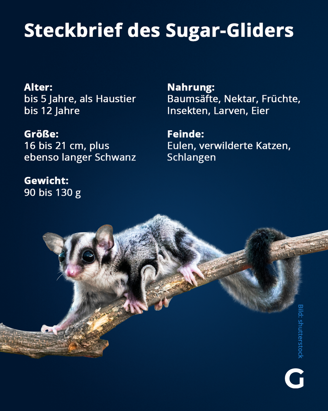 Fakten zum Sugar-Glider