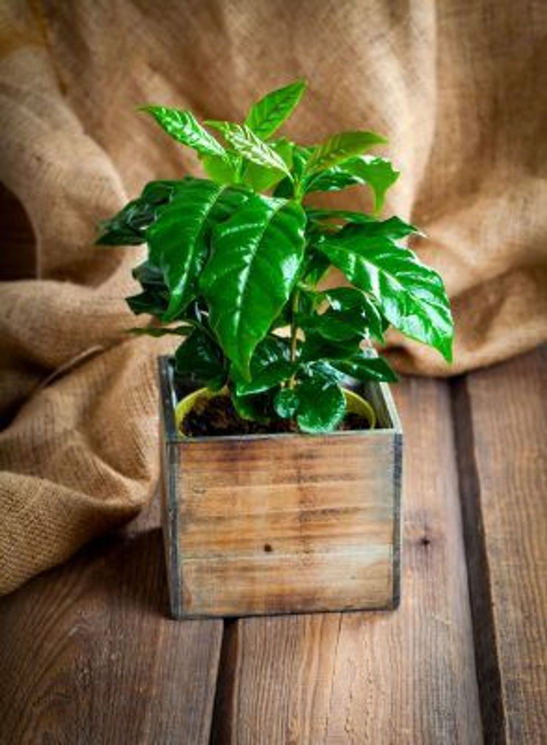 Sattes Grün und angenehmer Duft: Kaffee-Pflanzen sind gute Mitbewohner.