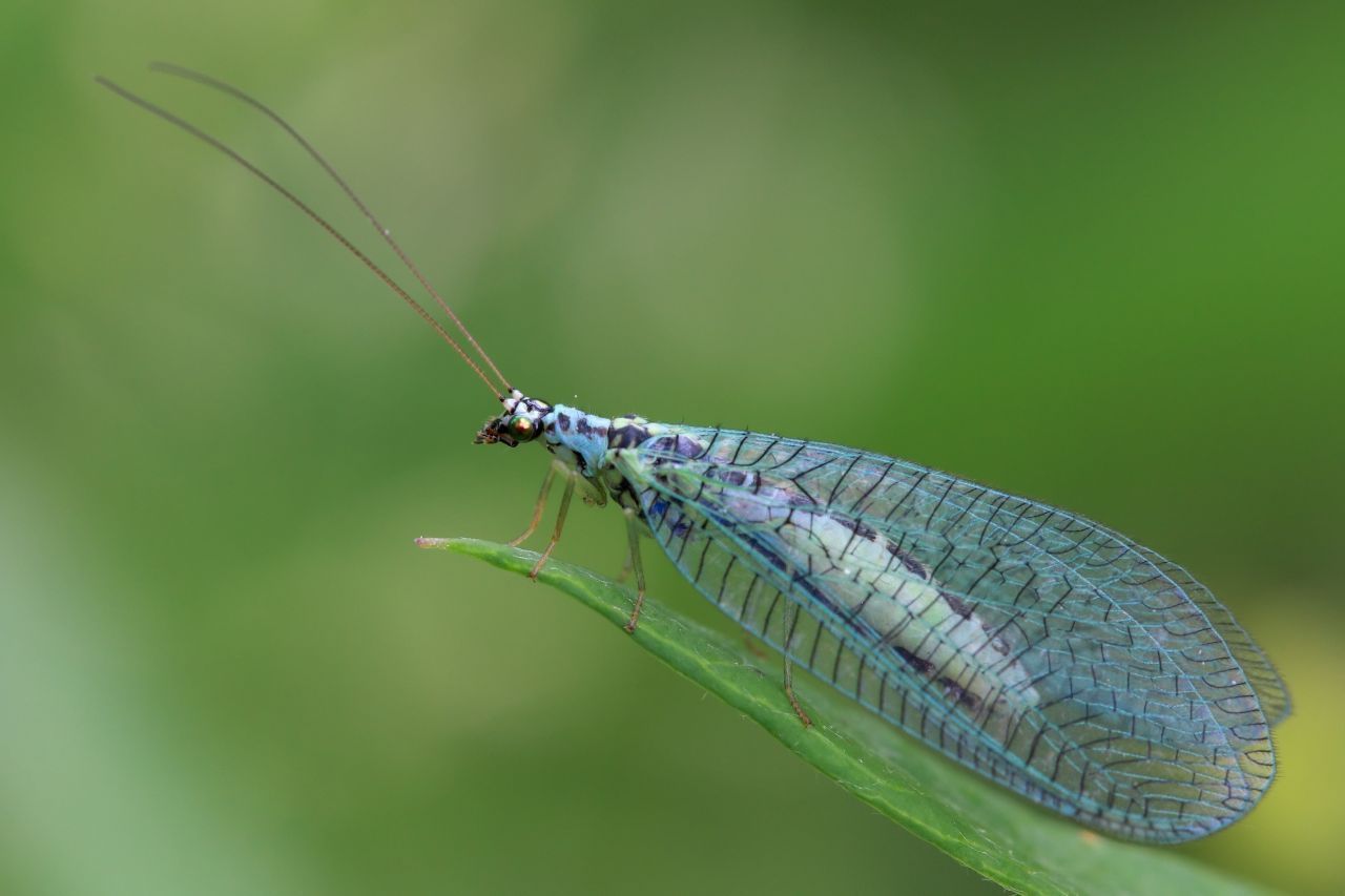 Die Rettung dagegen ist grün und hat transparente Flügel - die Florfliege ernährt sich nicht nur von den Larven der Weißen Fliege, sondern auch von jenen der Blattläuse. Eine weitere Allzweckwaffe gegen Schädlinge sind Schlupfwespen - sie sind so winzig, dass sie sich kaum fotografieren lassen.