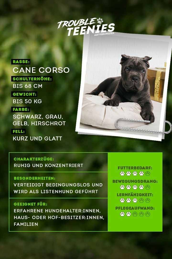 Sanftmütig, aber willensstark - das ist der Cane Corso