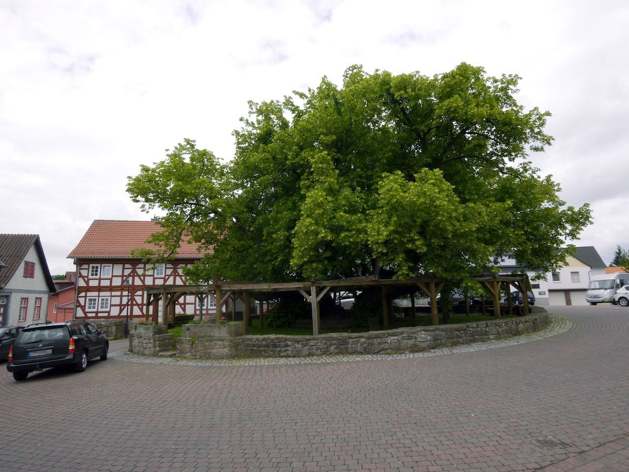 Blutjung wirkt dagegen die deutsche Rekordhalterin: Die Sommerlinde von Schenklengsfeld steht hier aber auch schon seit rund 1.200 Jahren. Ein Holzzaun stützt und schützt sie.