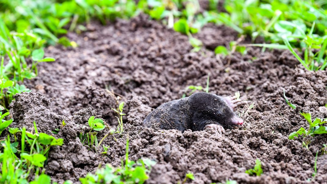 Süß, aber unbeliebt: Maulwürfe möchte niemand im Garten haben – wegen der Erdhaufen, die sie aufwerfen. So vertreibst du sie, ohne ihnen zu schaden.