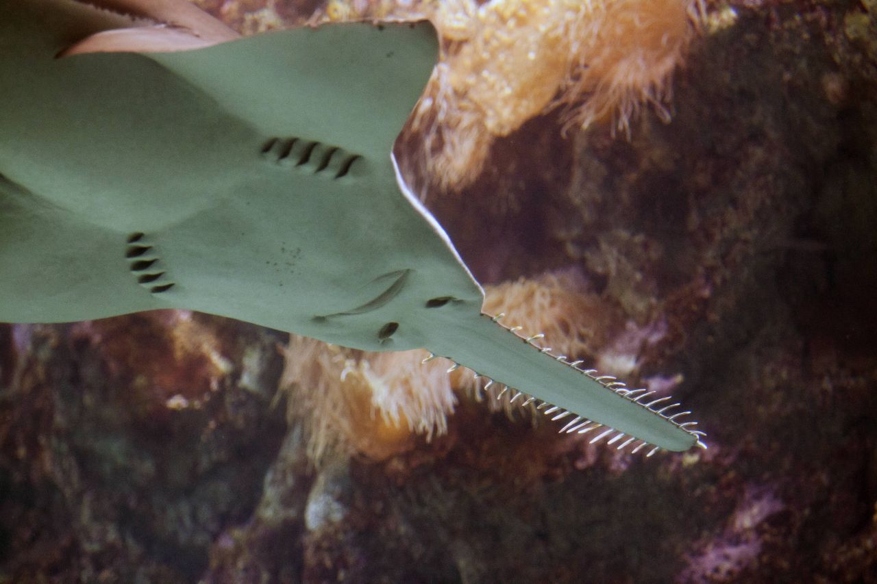 Sägerochen: Seine Säge ist eigentlich der verlängerte Oberkiefer. Er benutzt sie zum Erlegen seiner Beute, wenn er in Fischschwärme hineinschwimmt. Auch er kann sich im Gegensatz zu anderen Rochen wie der Adlerhai mit Schwanzschlägen fortbewegen. Der Körper erinnert ebenfalls eher an einen Hai.