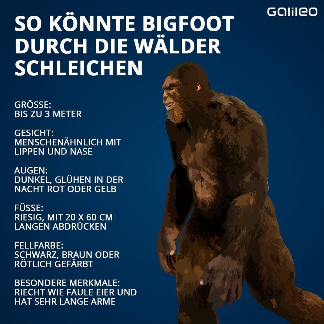 Die wichtigsten Fakten zu Bigfoot.