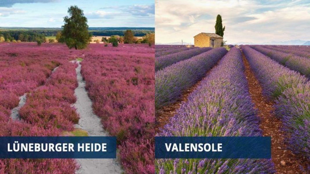 Lüneburger Heide und Valensole