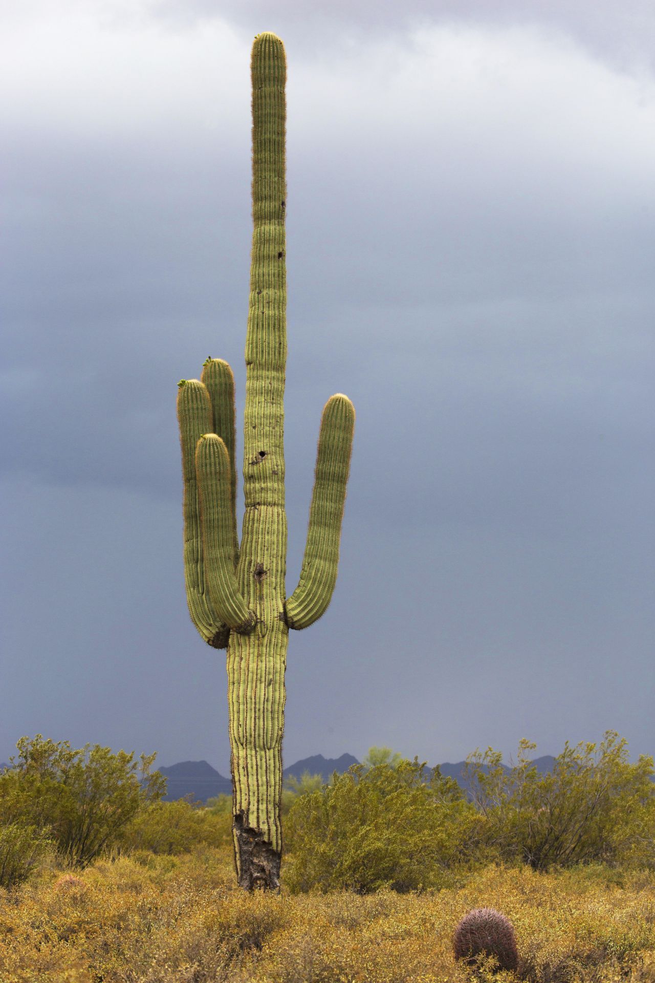 Definitiv keine Verwechslungsgefahr mit kleinen Steinen: Der Saguaro-Kaktus ist der Riese unter den Kakteen. 16 Meter hoch und bis zu 8 Tonnen schwer können die Kakteen werden.