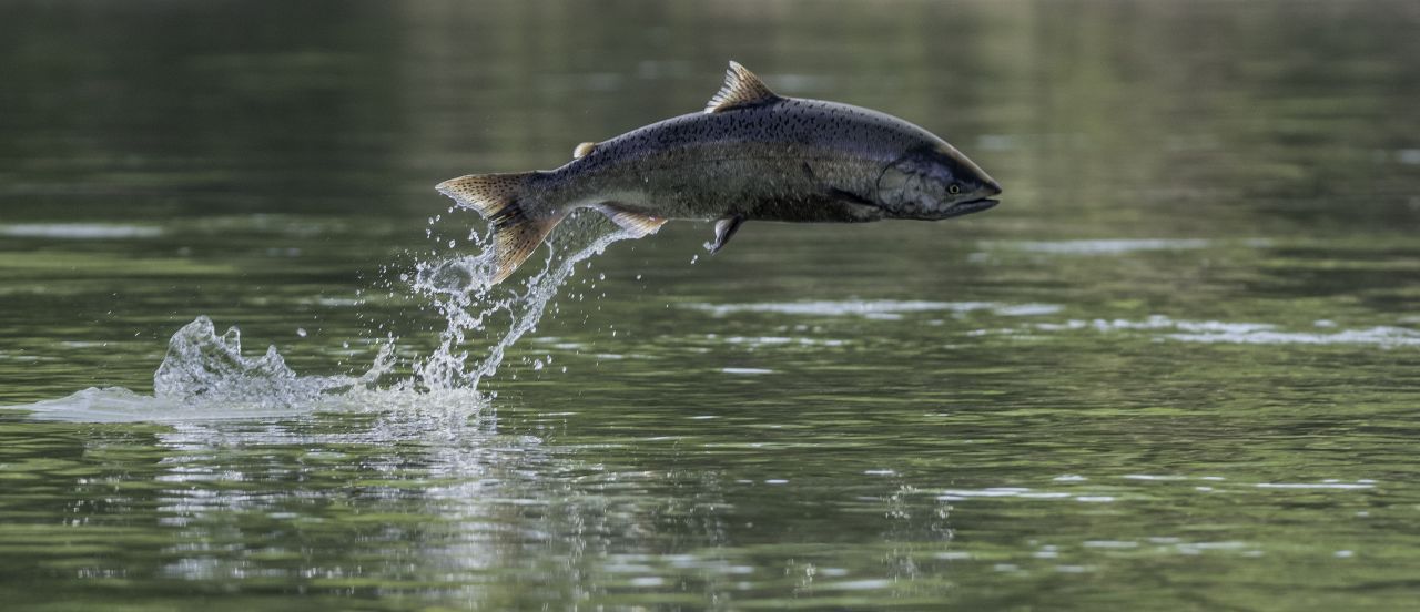 In 100 Gramm Lachs stecken etwa 16 Mikrogramm Vitamin D. Gegen einen hohen Fischkonsum sprechen jedoch die Überfischung der Meere und die durch Umweltverschmutzung enthaltenen Mikroplastik- und Schwermetallbelastung in einem Großteil der Fische. 