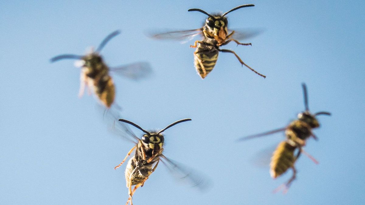 Schmerzhafter Angriff von Wespen auf Kindergeburtstagsfeier