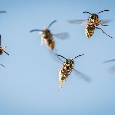Schmerzhafter Angriff von Wespen auf Kindergeburtstagsfeier