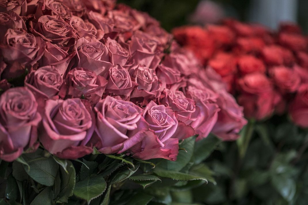 Pastellfarbene Rosen – kaum etwas versprüht mehr romantischen Charme.