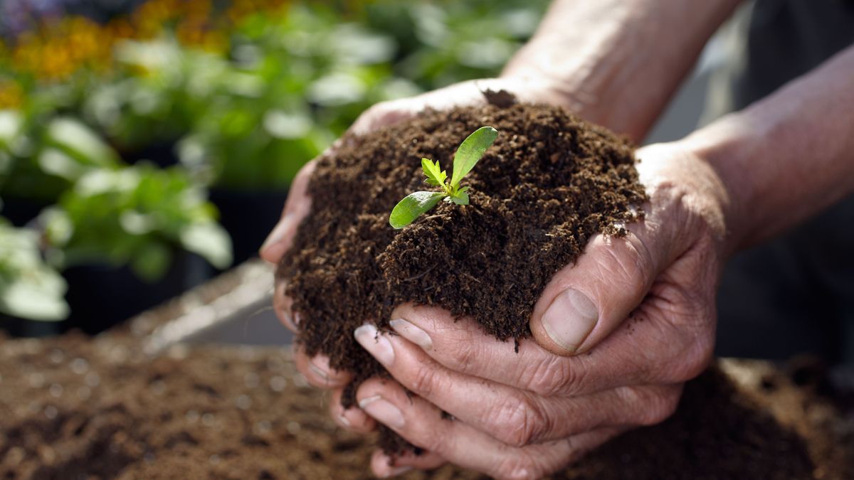 Garten-Tipps im März: Das ist jetzt zu tun!