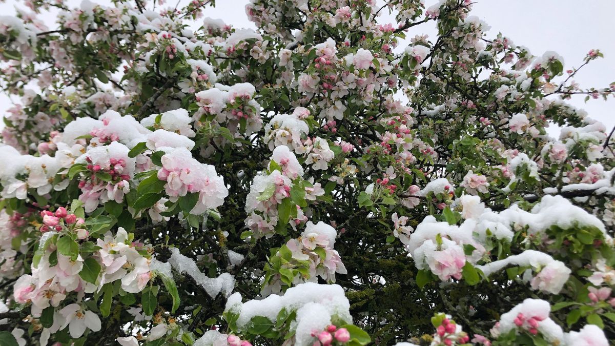 Apfelbaumblüten sind mit Schnee bedeckt.