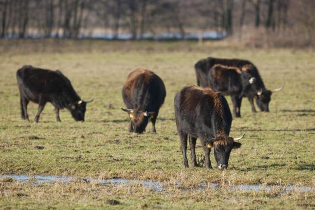 Heute grasen mehrere Tausend Tiere als Landschaftspfleger in europäischen Naturschutzgebieten. Hier auf Wiesen des Volkswagen-Beweidungsprojekts bei Wolfsburg.