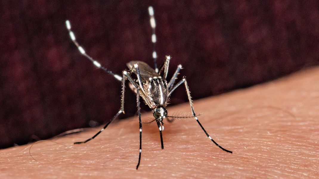 Die Tigermücke kann Denguefieber übertragen. Wie man sich schützen kann und welche Symptome bei einer Infektion auftreten, erklären wir hier. 