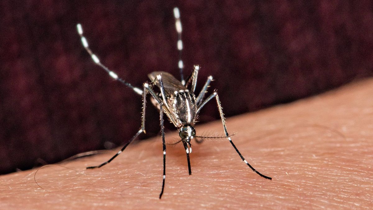 Denguefieber wird durch Tigermücke übertragen