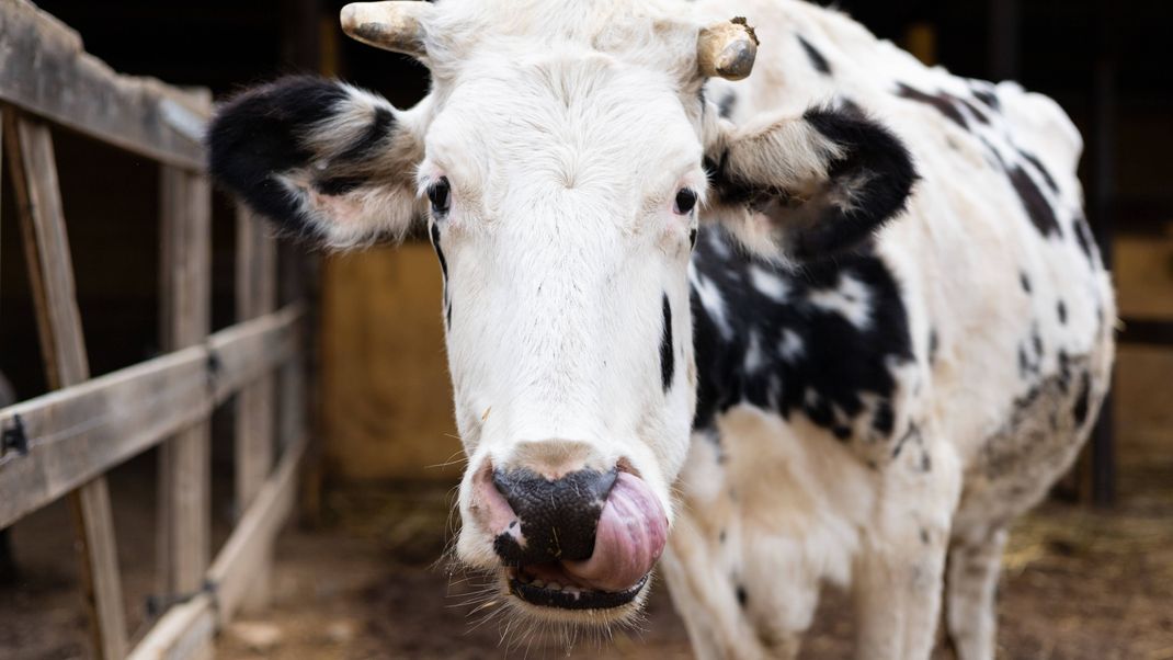 Bei Rindern in Schleswig-Holstein wurde die Blauzungenkrankheit festgestellt.