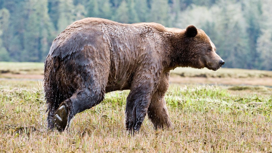 In Kanadas Wildnis leben Grizzlybären.