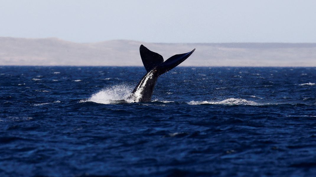 Wissenschaftler:innen haben die Existenz eines Grauwals bestätigt. Die Art galt seit 200 Jahren als ausgestorben. (Symbolbild)