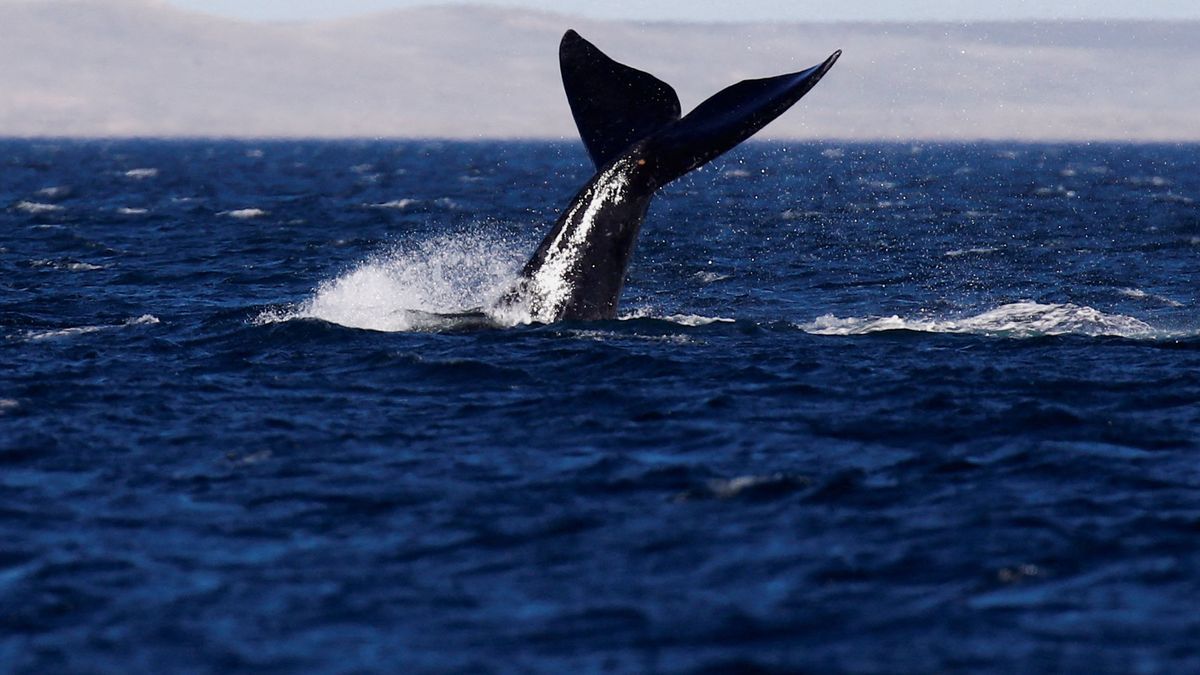 200 Jahre nach seinem Aussterben wurde eine bestimmte Grauwal-Art im Atlantik entdeckt