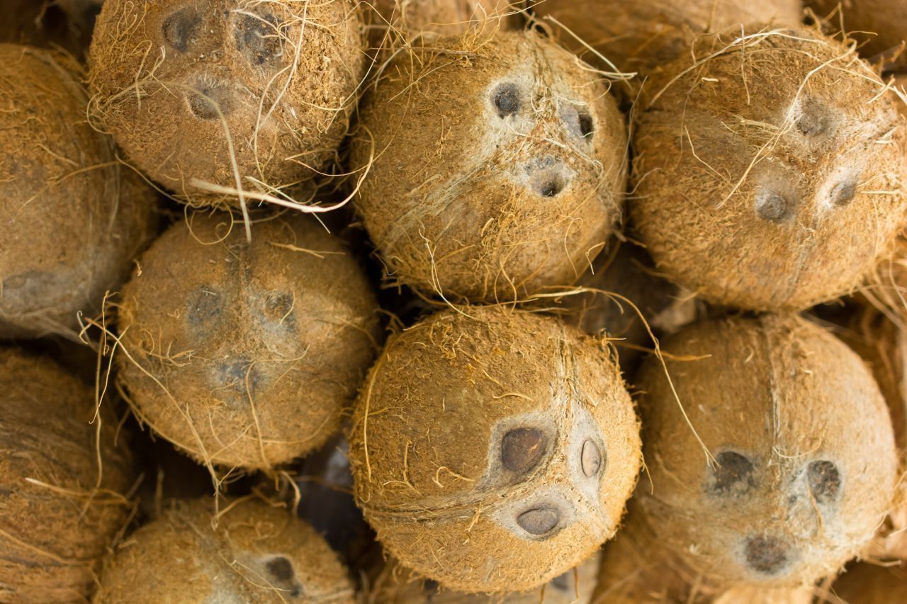 Woher hat die Kokosnuss eigentlich ihren Namen? "Coco" kommt aus dem Spanischen und heißt so viel wie "Gespenst" oder "Kobold". Die spanischen Seefahrer nannten die Früchte im 16. Jahrhundert so, weil ihre 3 Löcher tatsächlich aussehen wie ein gespenstisches Gesicht.