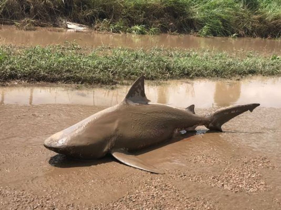 Bullenhaie schwimmen durch den Mississippi, den Amazonas oder den Ganges, aber nicht durch die Themse. Es gibt auch noch andere Hai-Arten, die in Flüssen vorkommen. Sie werden unter dem Namen "Flusshaie" zusammengefasst.