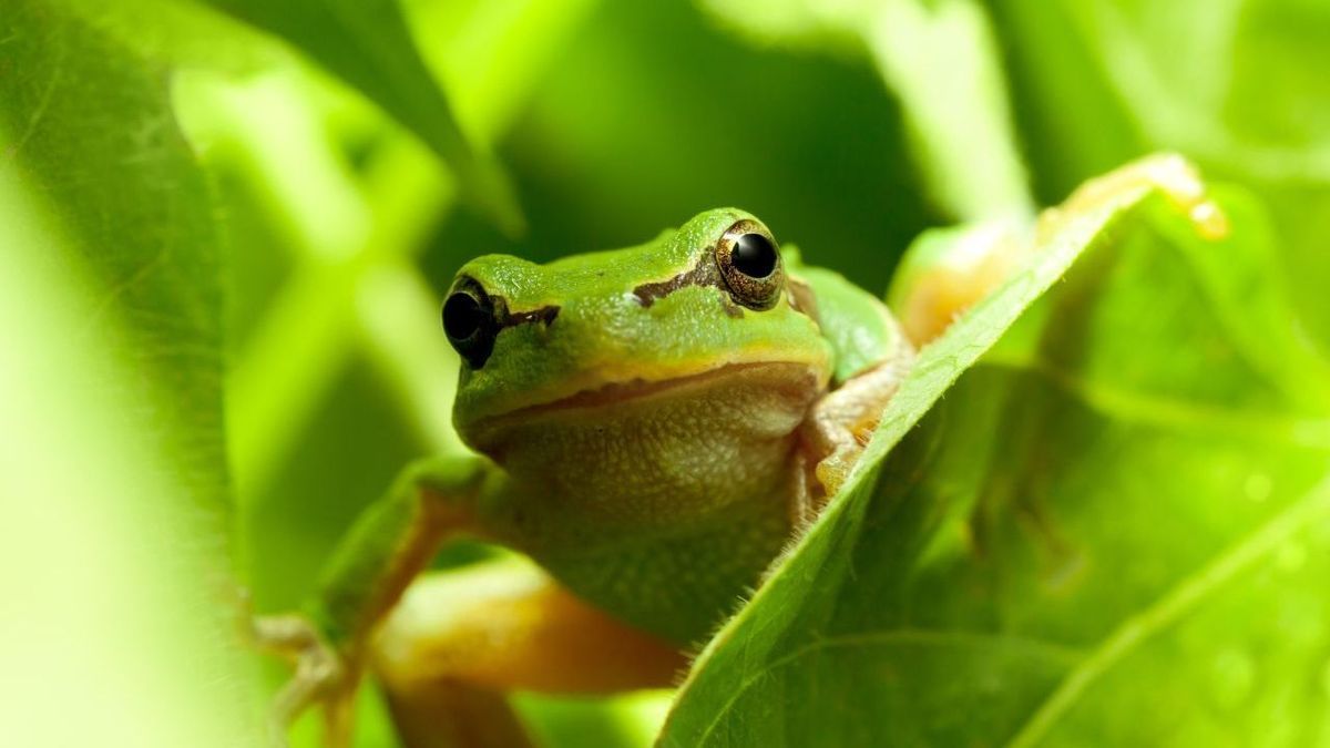 Frosch Laubfrosch Gettyimages 121123308 Anest