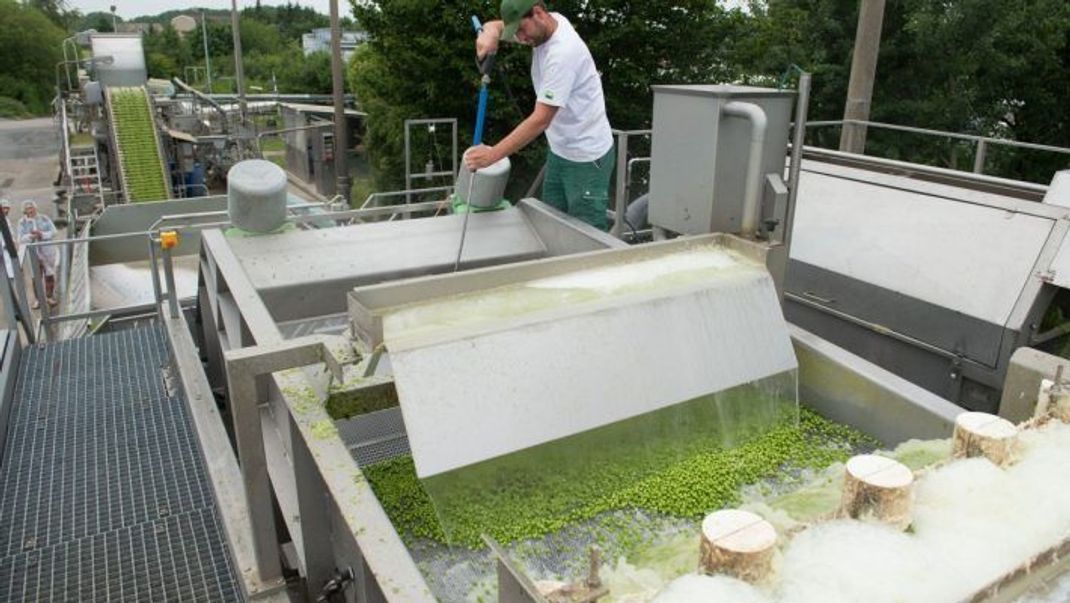 Erbsen werden nach der Ernte auf dem Firmengelände des Tiefkühlunternehmens Frosta in Lommatzsch (Sachsen) in einer Waschanlage gereinigt, bevor sie wenig später schockgefrostet werden.