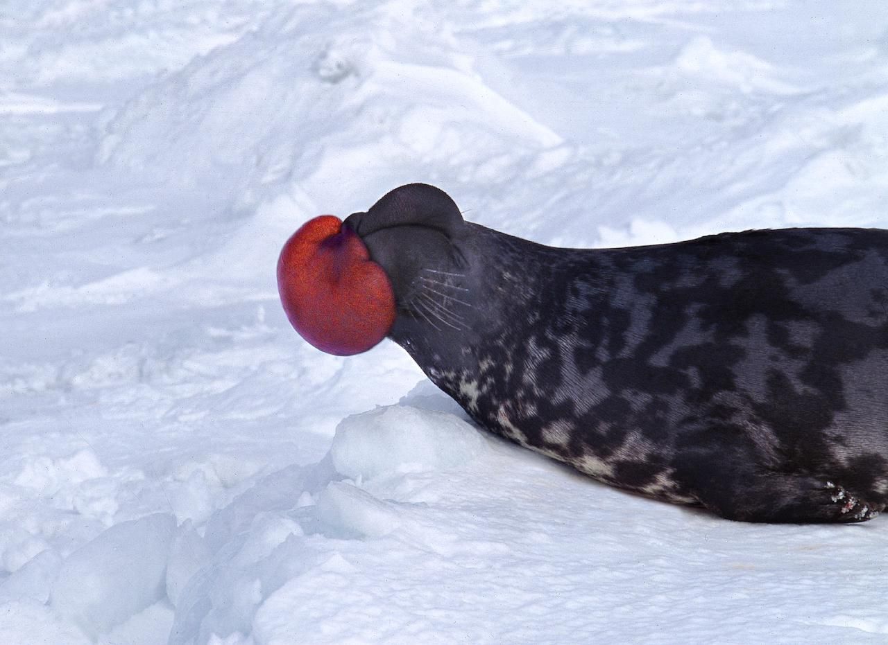 Die Nase des Klappmützenrobben-Männchens lässt sich dank elastischer Nasenscheidewand zu einem roten Ballon aufblasen. Damit beeindruckt es die Weibchen und droht den anderen Männchen.