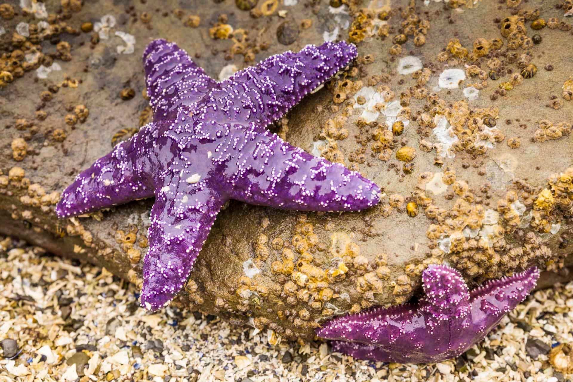 Violetter Seestern (Pisaster ochraceus)