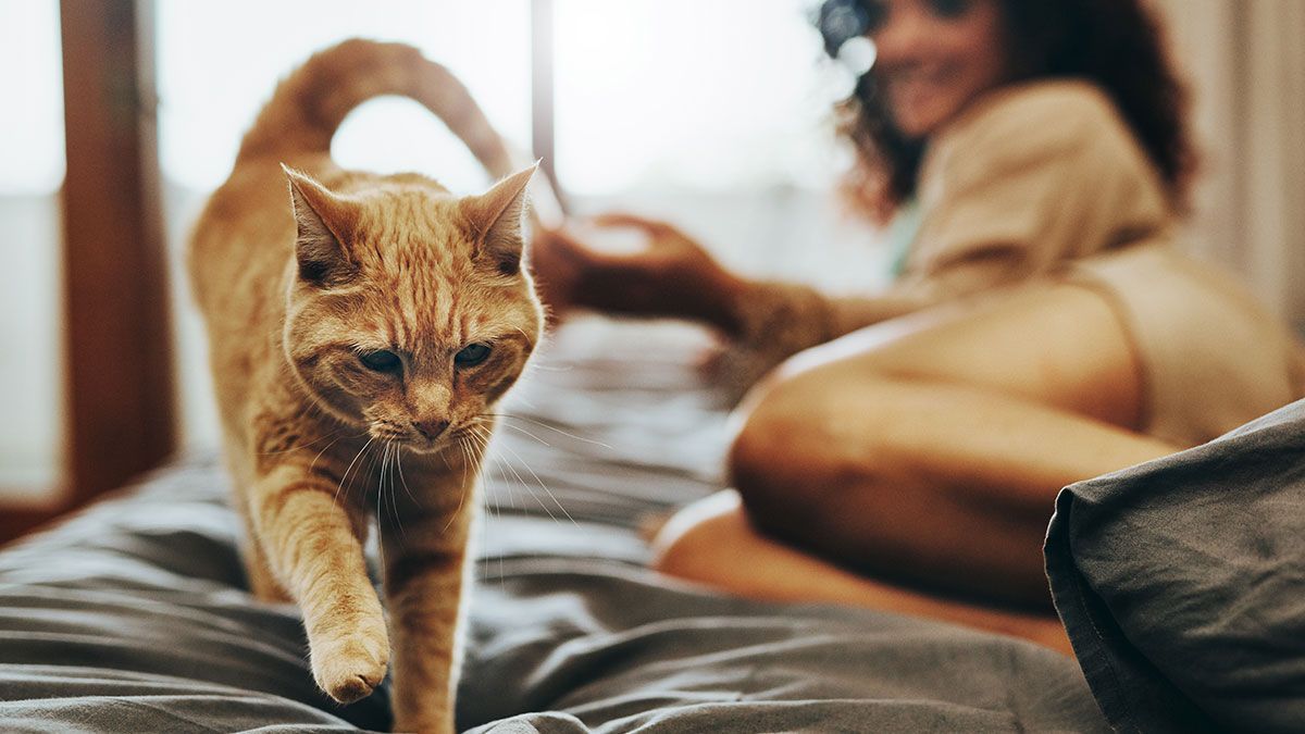 Haare im Bett sind oftmals nicht nur auf geliebte Haustiere zurückzuführen – Tipps gegen Haarausfall bei Menschen, lest ihr hier.