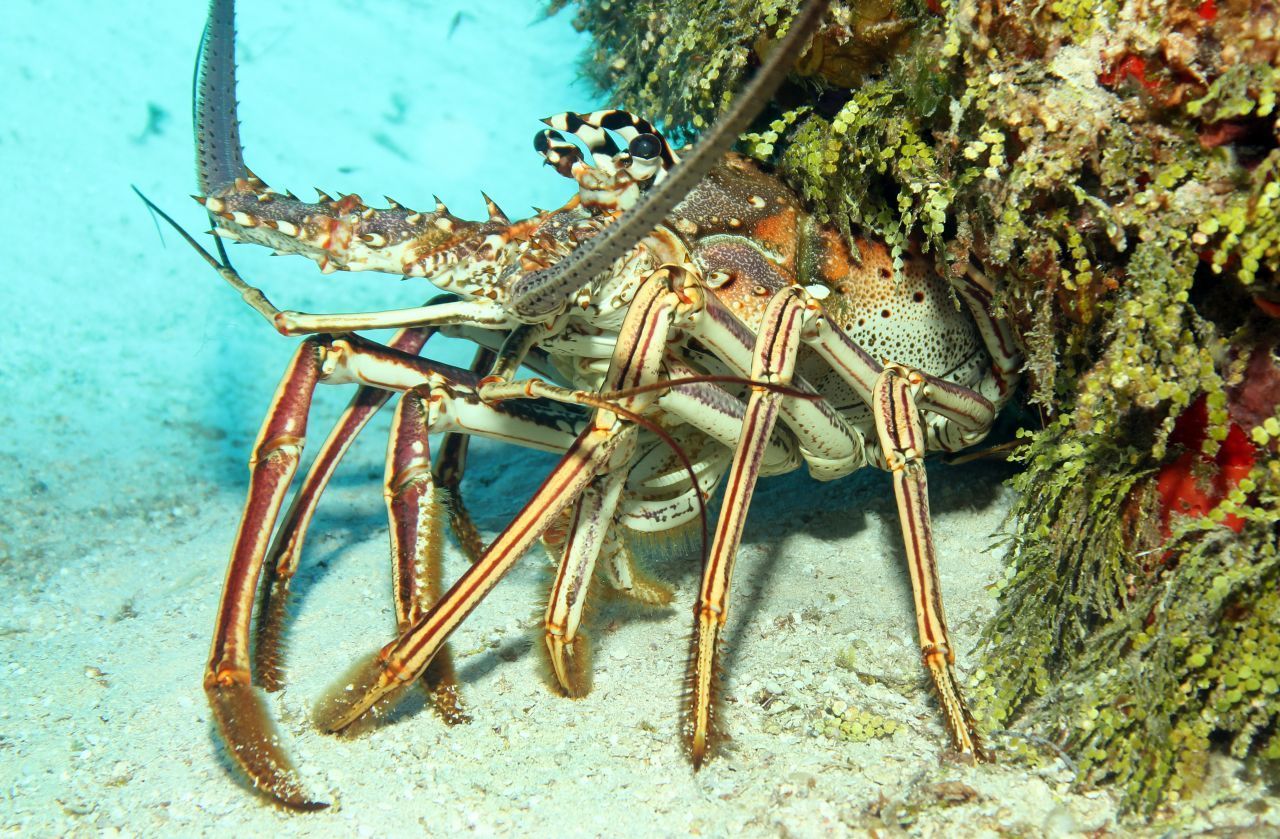 Karibik-Langusten (Panulirus argus) leben in Unterwasser-WGs. Im Schnitt ist eines von 4 Tieren mit dem Virus PaV1 infiziert. Wen es erwischt hat, können Artgenossen am Urin riechen - noch bevor sich Krankheitssymptome zeigen. Fällt der Schnupper-Test positiv aus, wird der Betroffene gemieden und auch die von ihm bewohnte Höhle. So sorgen die Zehnfußkrebse dafür, dass sich der Erreger nicht ungebremst ausbreiten kann und die 