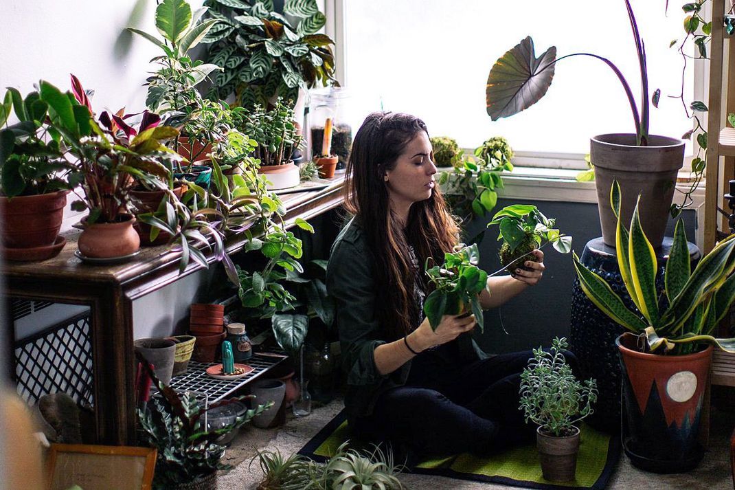 In ihrer Heimat, den Regenwäldern Mittel- und Südamerikas, rankt sich die Monstera an großen Baumstämmen hoch.