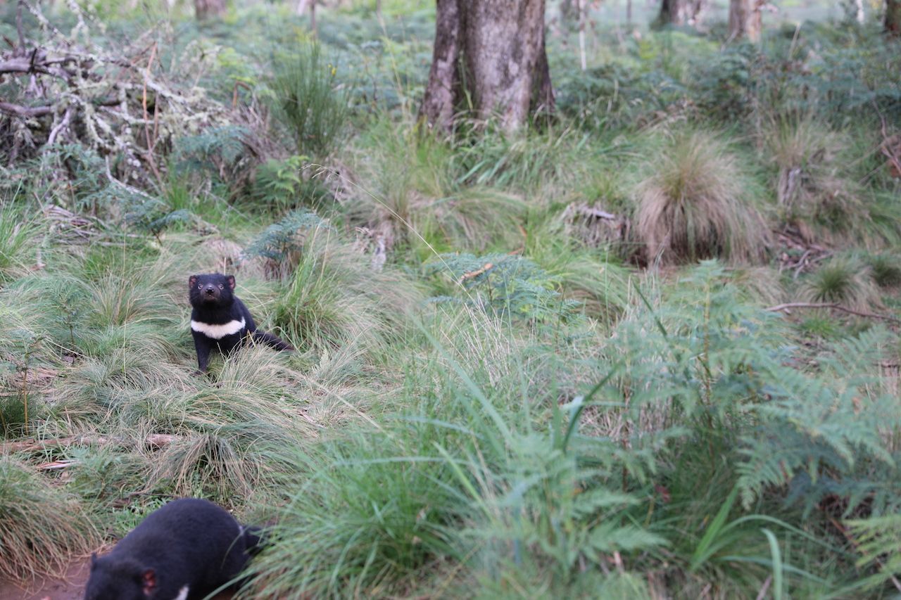 Mittlerweile wurden 40 weitere Tasmanische Teufel ausgewildert und in anderen Naturschutzgebieten frei gelassen werden. Mehr über dieses Projekt findest du auf www.aussieark.org.au.