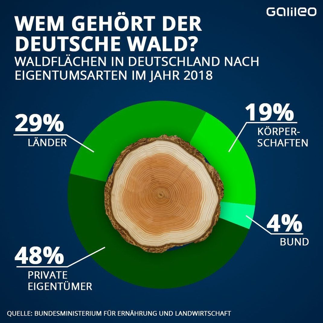 Hättest du's gedacht? Fast die Hälfte der Waldgebiete in Deutschland sind in Privatbesitz.