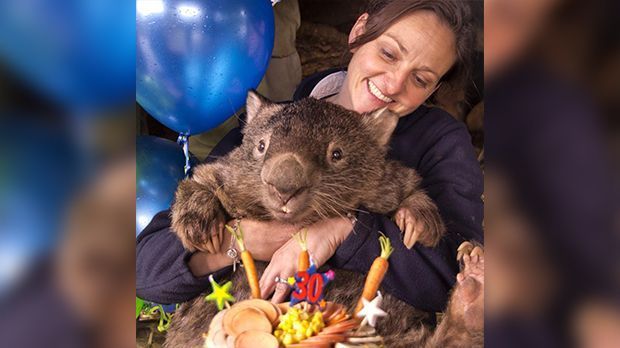 150825_wombat_schmuckbild_twitter_ballaratwildlifepark