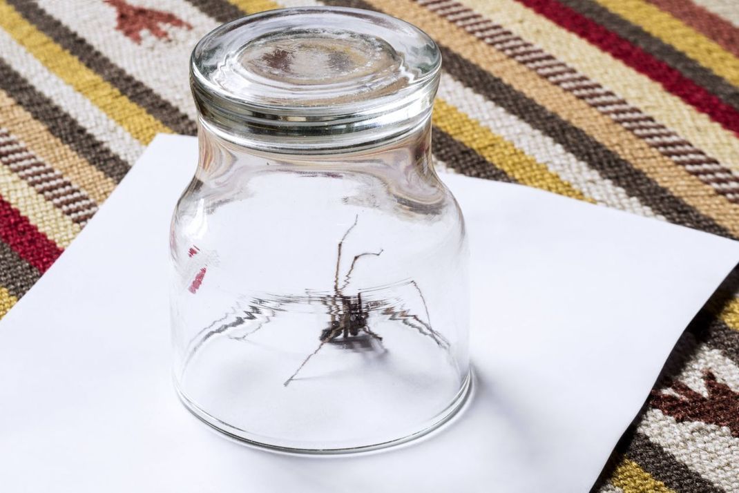 Mit einem Glas und einem Stück Papier kannst du Spinnen schnell nach draußen bringen. Wenn du sie in einiger Entfernung freilässt, werden sie sich einen anderen Unterschlupf als deine Wohnung suchen. 