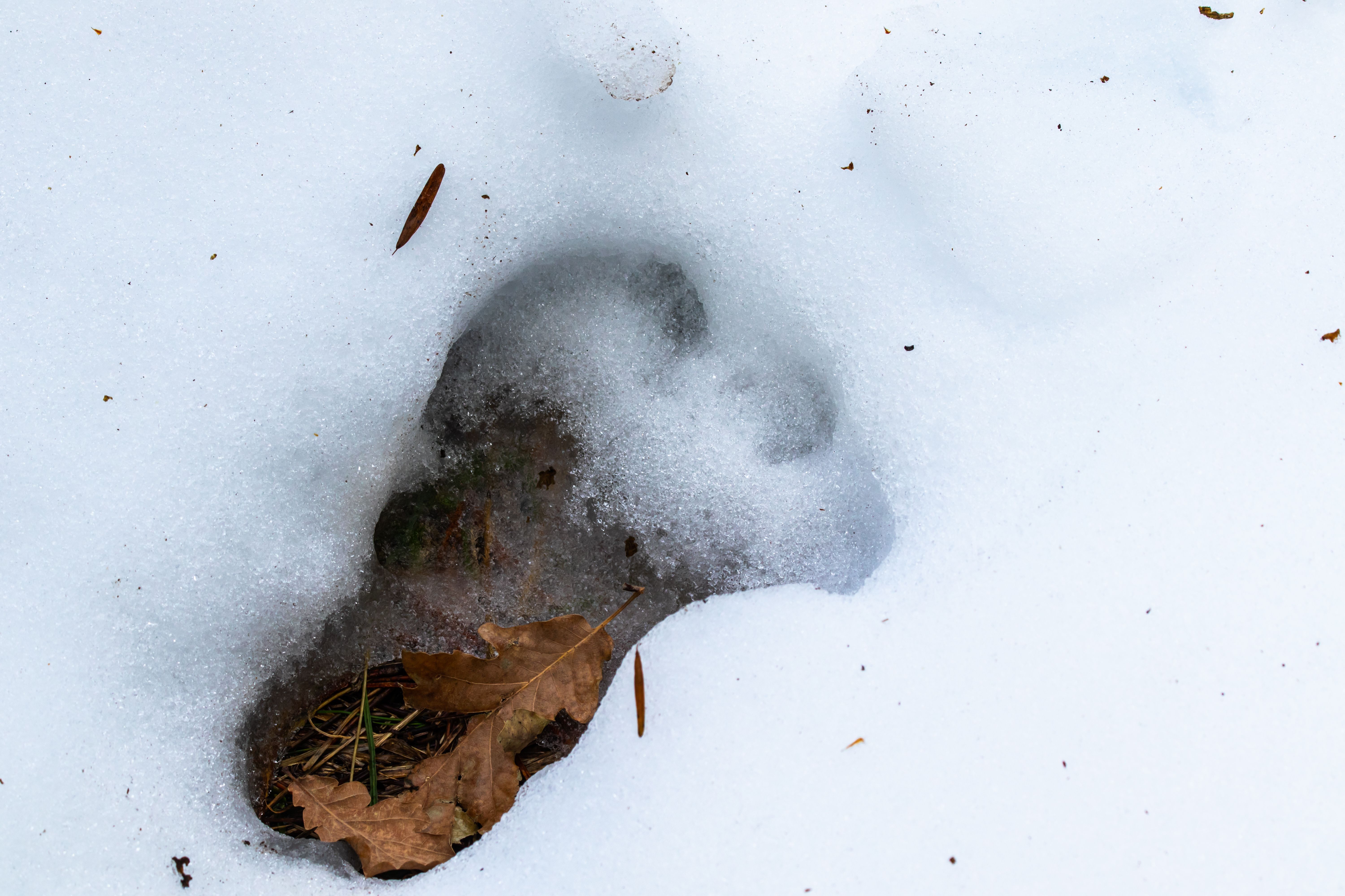 Auch heute werden noch Fußabdrücke des vermeintlichen Schneemenschen gesichtet