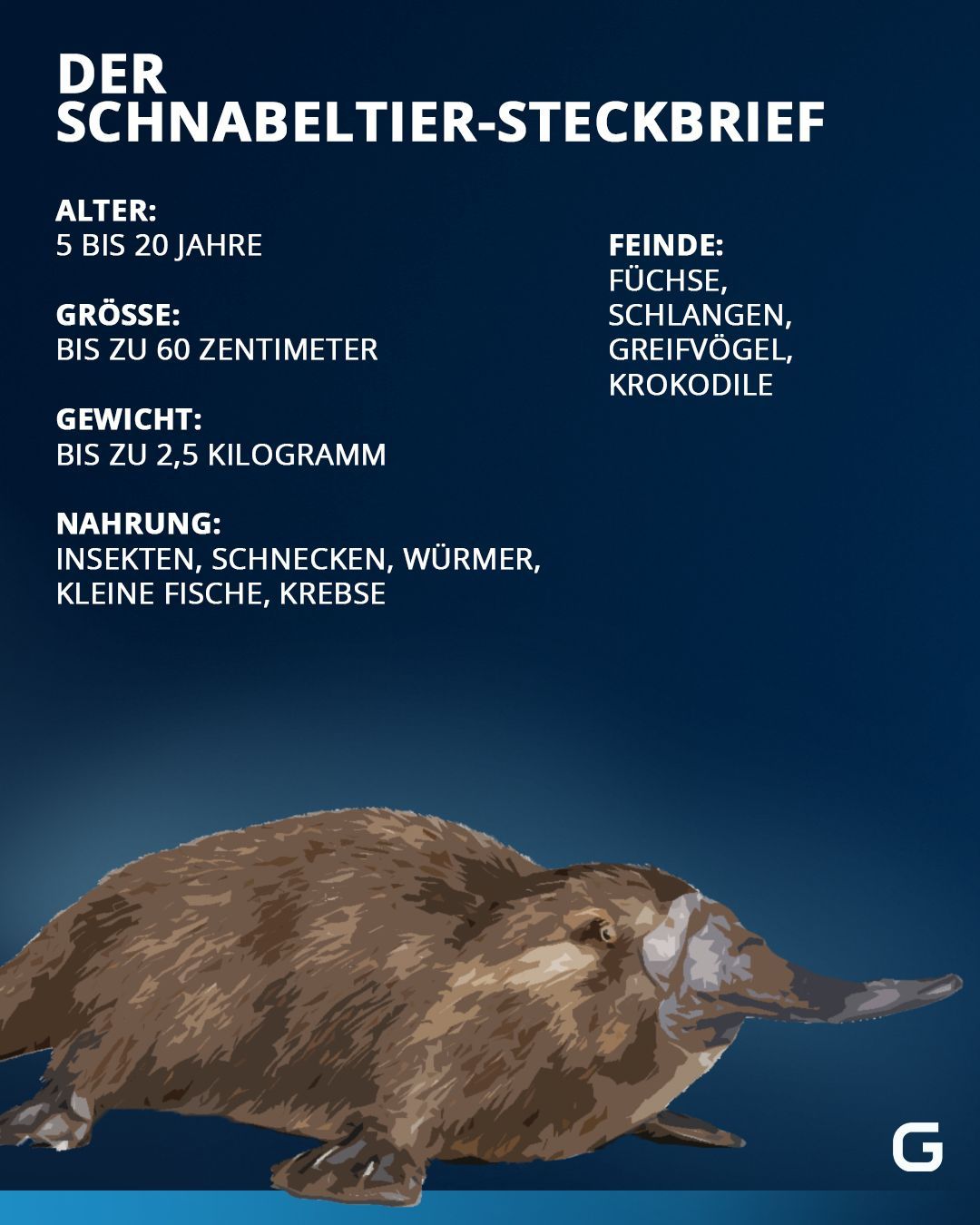 Schnabeltier: Steckbrief, Fakten & Co.