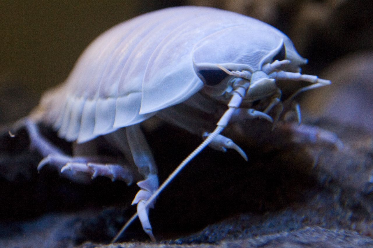 Riesenassel: Sie werden bis zu 45 Zentimeter lang, fast zwei Kilo schwer und krabbeln im Atlantik und Pazifik. Die Tiere leben von 150 Meter bis in 2.000 Meter Tiefe. Ihre Augen sind extrem vergrößert, um noch das wenige Licht einzufangen. Sie laufen über den Boden und fressen meist Aas – gestorbene und abgesunkene Tiere. Entdeckt wurde die Riesenassel 1879 und gilt als Vertreterin des Tiefseegigantismus.&nbsp;