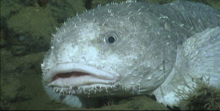 Der Blobfisch ist ein Boden-Bewohner. Sein Körper besteht aus einer glibberigen Masse. Ohne Wasserdruck bläst er sich auf wie ein Ballon, daher kann der Dickkopf an der Wasseroberfläche nicht überleben. Auf seinem Speiseplan stehen Krebse, Weichtiere, Seeigel.