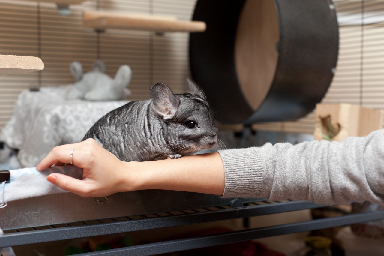 Chinchillas benötigen viel Platz und möchten nicht so gern gekuschelt werden.